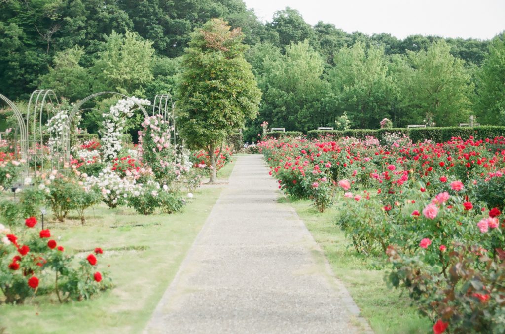A green garden with red, pink, and white flower bushes. A long path goes straight through the middle.