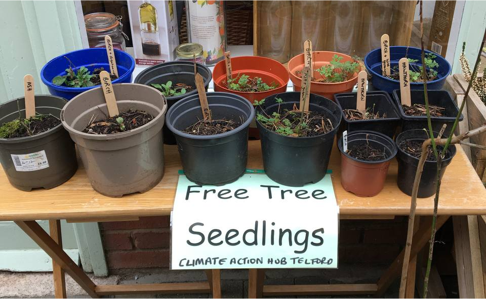 A table filled with potted tree seedlings. A sign on the table says: Free tree seedlings.